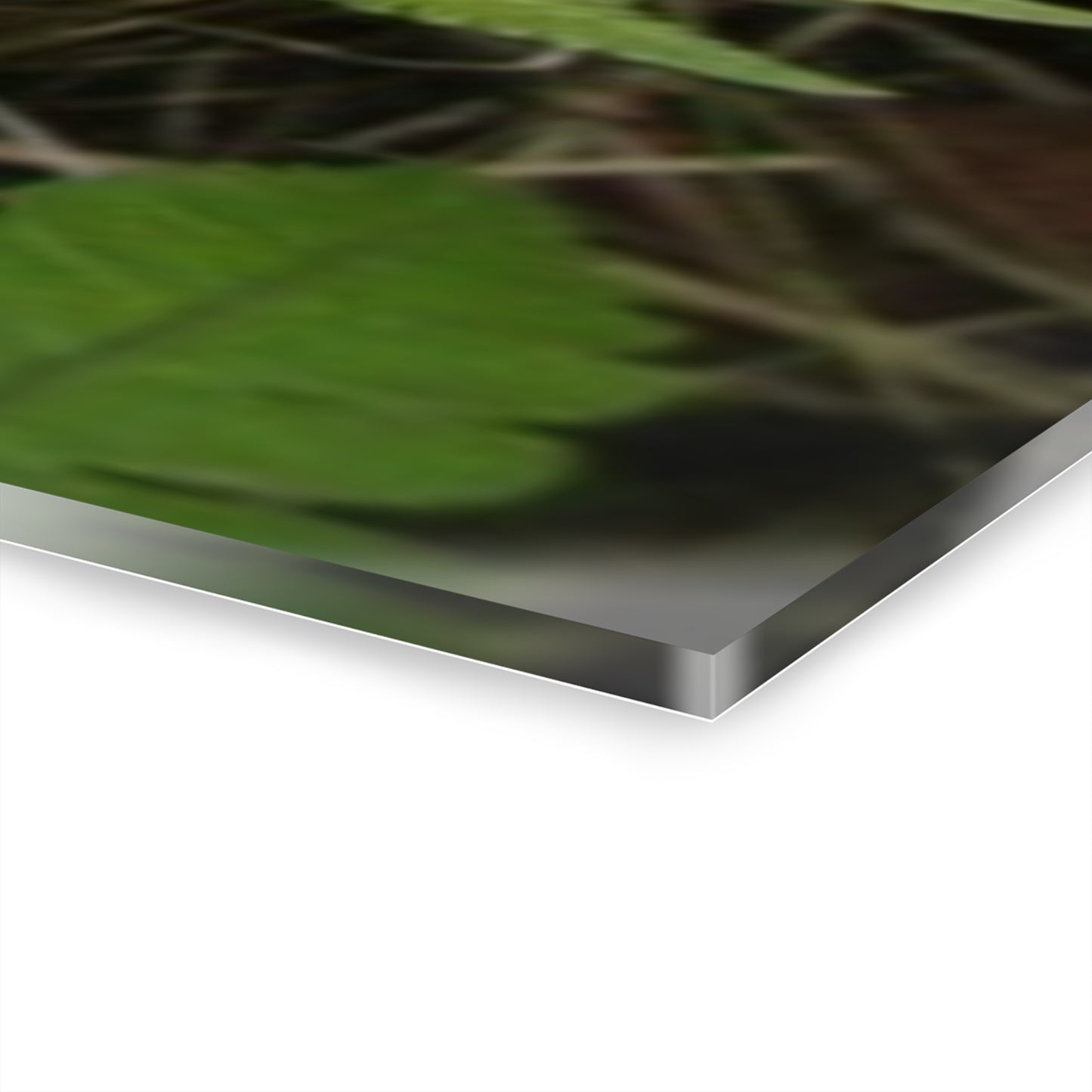 Yagrumo and other Decomposing Leaves Art- El Yunque - Nikon D850 - Triptych Acrylic Print – Forest Wall Art