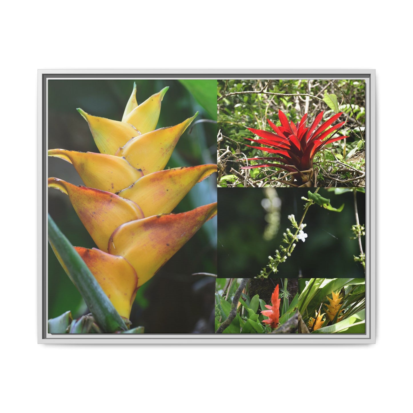 Tropical Vista Matte Canvas Framed Wall Art - Forest explorations - Deep in El Yunque rainforest PR - Mosaic#1 of the Flowers of El Yunque rainforest