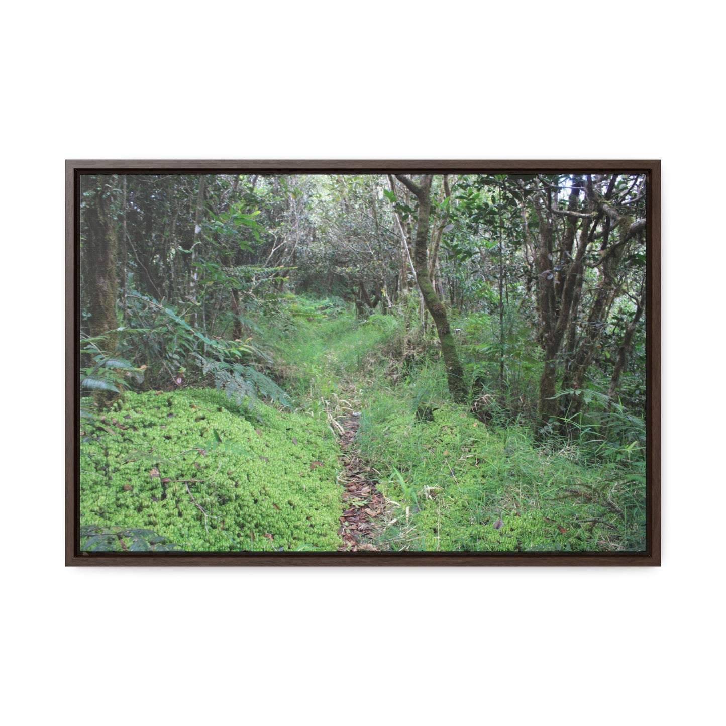 Rainforest Trails & Views - Gallery Canvas Wraps, Horizontal Frame - El Yunque National Forest - Tradewinds trail - cloud forest - Green Forest Home