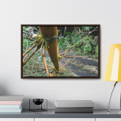 Rainforest Trails & Views - Gallery Canvas Wraps, Horizontal Frame - El Yunque National Forest - Puerto Rico - PR191 Closed forest road with fallend bamboo - Green Forest Home