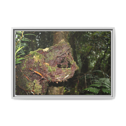 Framed Matte Canvas Wall Art — Tropical Rainforest Roots Photography - Not a nice image - a slowly decomposing red Tree (very hard wood) in Tradewinds trail