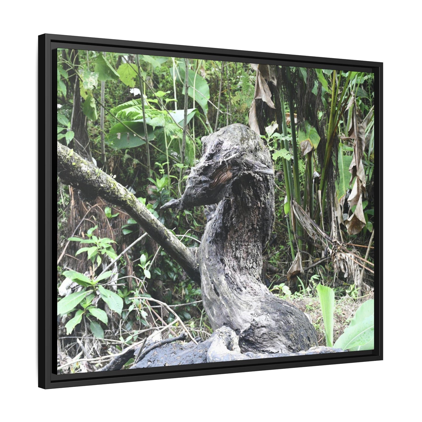 Tropical Vista Matte Canvas Framed Wall Art - Forest explorations - Deep in Sabana River Unusual Tree formations ??? -  El Yunque rainforest PR