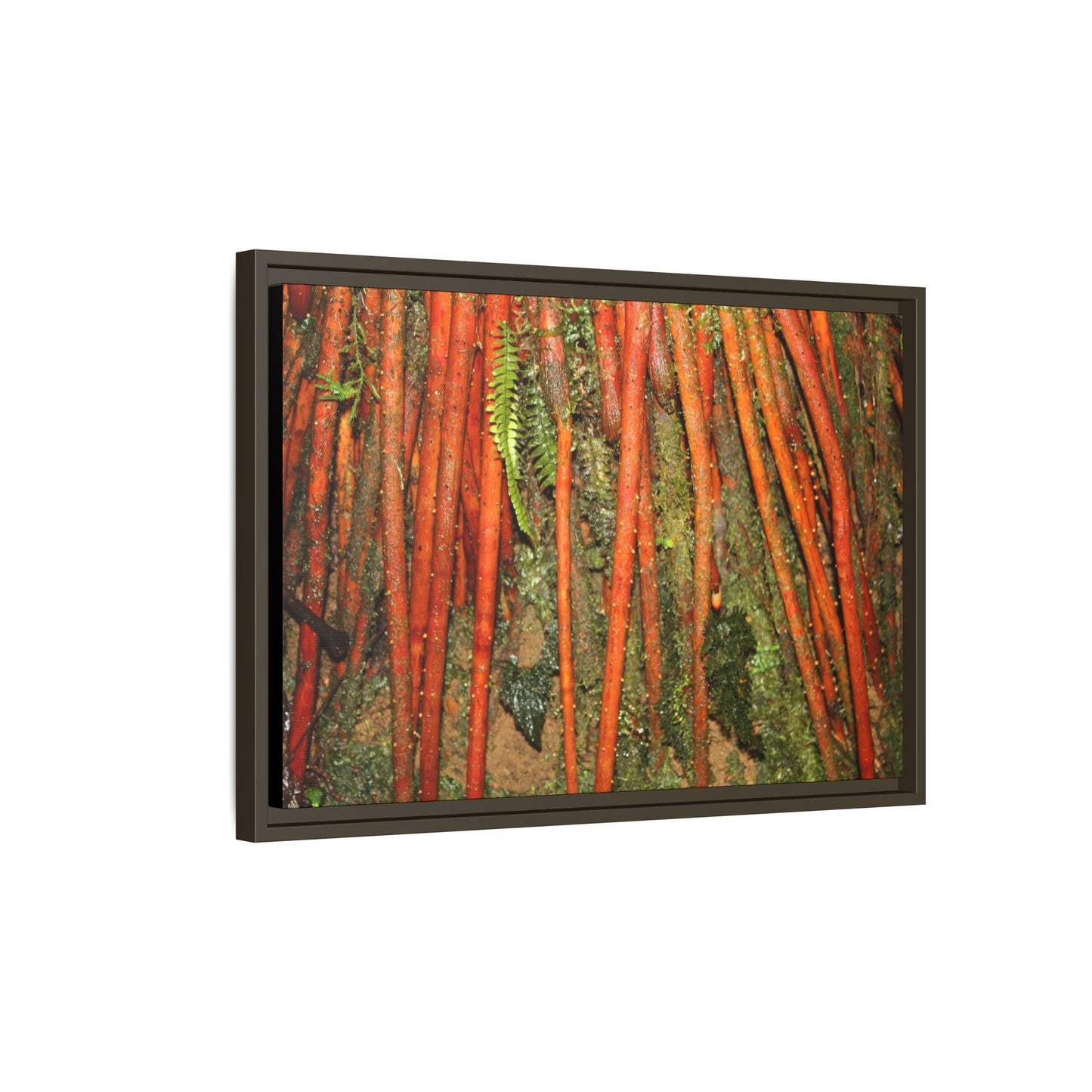 Framed Matte Canvas Wall Art — Tropical Rainforest Roots Photography -Orange roots of the Sierra Palm tree - Nikon