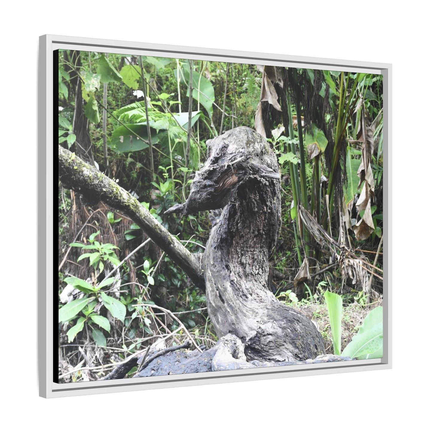 Tropical Vista Matte Canvas Framed Wall Art - Forest explorations - Deep in Sabana River Unusual Tree formations ??? -  El Yunque rainforest PR