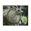 Green Anole on Mossy Log — Matte Stretched Canvas Wall Art - Green Lizard on cut trunk near road - El Yunque Rainforest - Puerto Rico