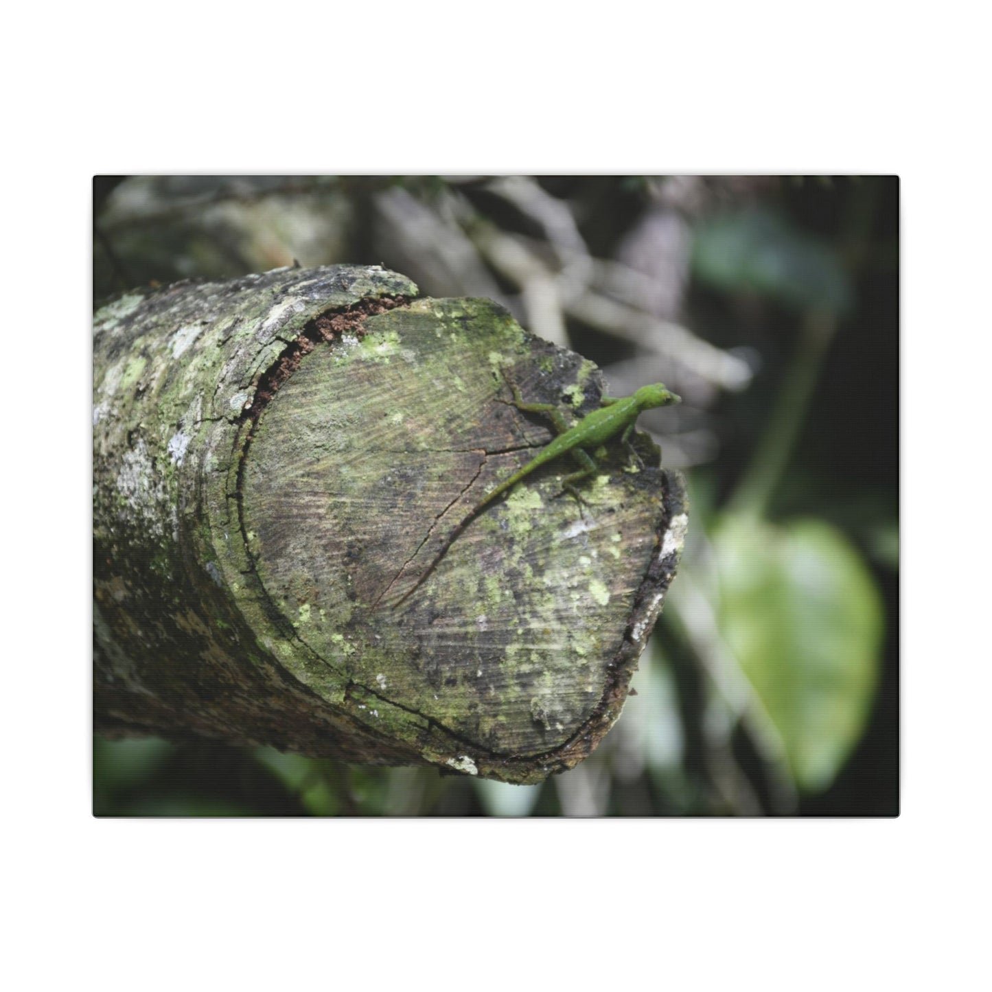 Green Anole on Mossy Log — Matte Stretched Canvas Wall Art - Green Lizard on cut trunk near road - El Yunque Rainforest - Puerto Rico