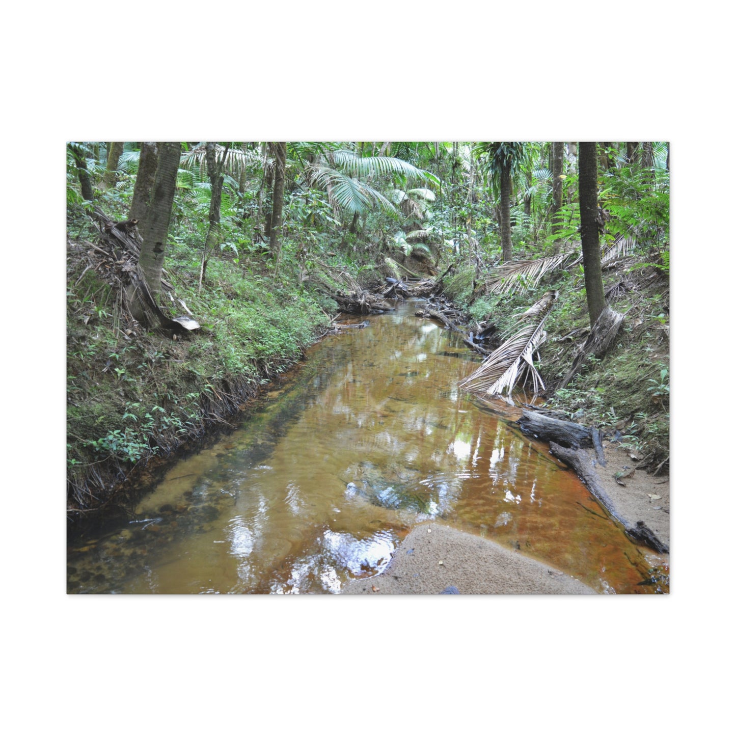 Deep Forest Explorations - El Yunque Holy Spirit River - Nikon D850 - Forest Creek Canvas Print - Stretched 0.75" Nature Wall Art