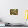 Complex of Tree Roots Canvas Wall Art — Woodland Forest Photography - In Tradewinds trail CLOUD FOREST - Trees have these roots to survive hurricanes