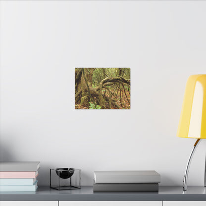 Complex of Tree Roots Canvas Wall Art — Woodland Forest Photography - In Tradewinds trail CLOUD FOREST - Trees have these roots to survive hurricanes
