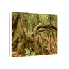 Complex of Tree Roots Canvas Wall Art — Woodland Forest Photography - In Tradewinds trail CLOUD FOREST - Trees have these roots to survive hurricanes
