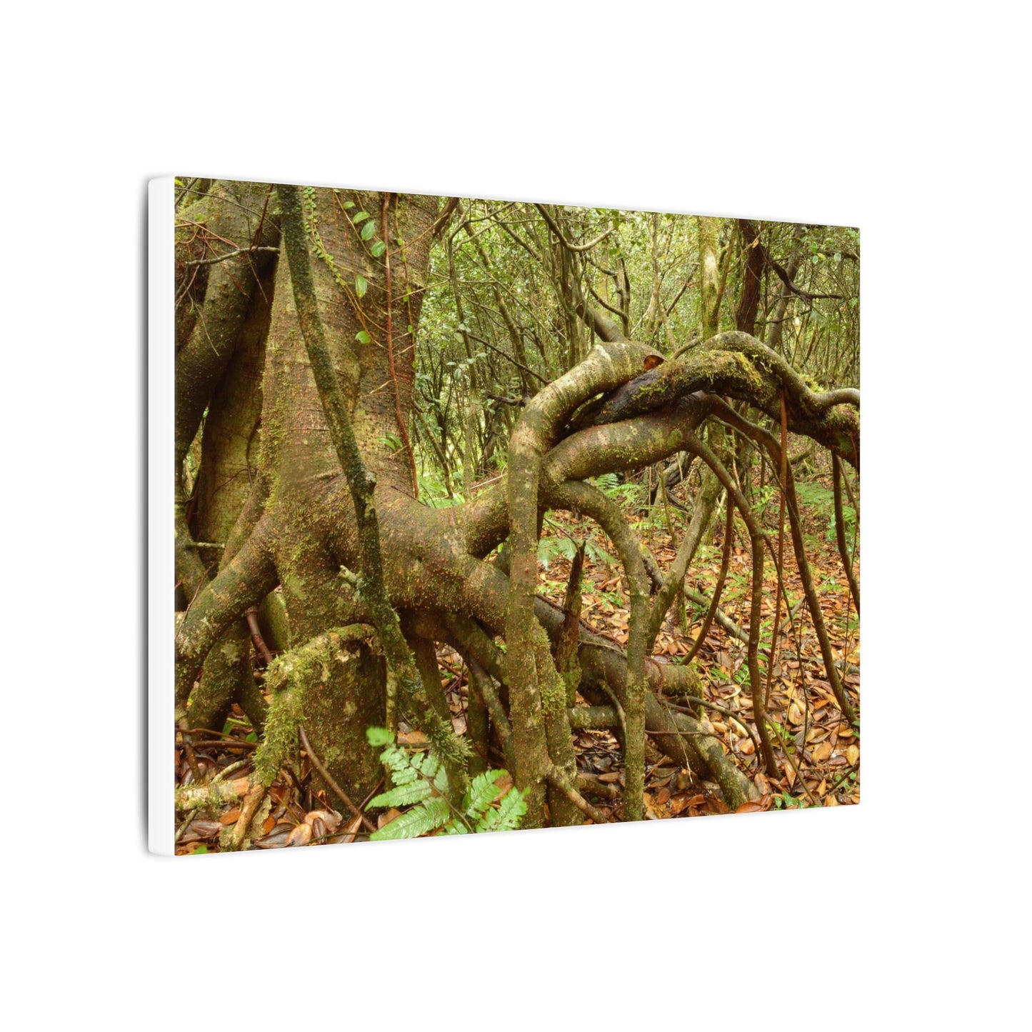 Complex of Tree Roots Canvas Wall Art — Woodland Forest Photography - In Tradewinds trail CLOUD FOREST - Trees have these roots to survive hurricanes