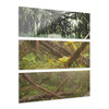 Mangled Bamboos, Rio Sabana Forest after Hurricane Maria in 2017 - Nikon D850 - Triptych Acrylic Print – Panoramic Jungle Wall Aert
