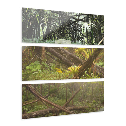 Mangled Bamboos, Rio Sabana Forest after Hurricane Maria in 2017 - Nikon D850 - Triptych Acrylic Print – Panoramic Jungle Wall Aert