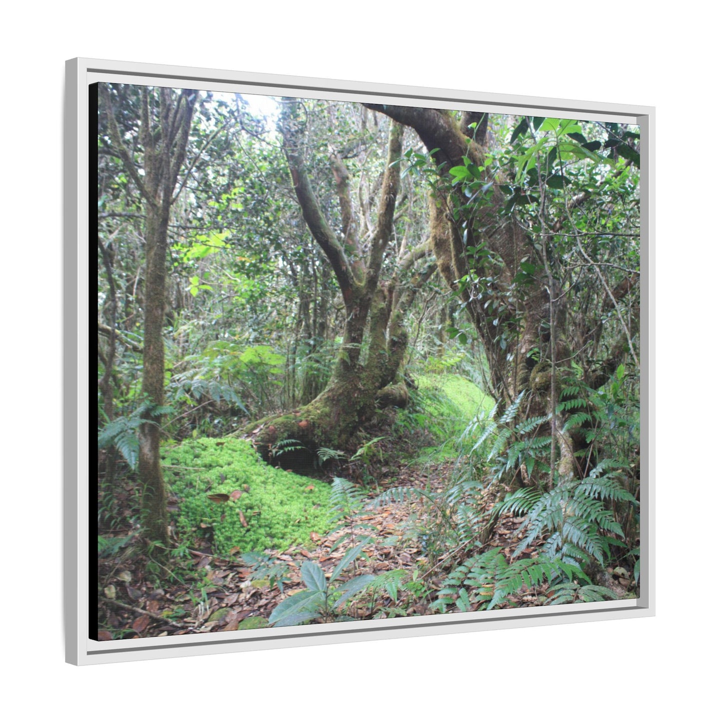 Tropical Vista Matte Canvas Framed Wall Art — Magic section of the remote Tradewinds Trail -  El Yunque rainforest PR
