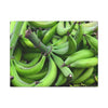 Green Banana Bunch Matte Canvas Wall Art — Tropical Kitchen Decor - Platanos in Puerto Rico - ready for cooking - for tostones etc.