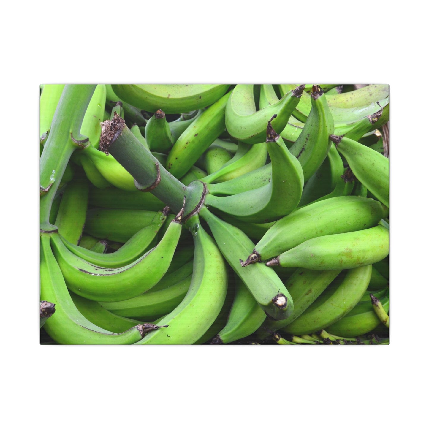 Green Banana Bunch Matte Canvas Wall Art — Tropical Kitchen Decor - Platanos in Puerto Rico - ready for cooking - for tostones etc.