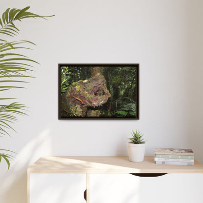 Framed Matte Canvas Wall Art — Tropical Rainforest Roots Photography - Not a nice image - a slowly decomposing red Tree (very hard wood) in Tradewinds trail