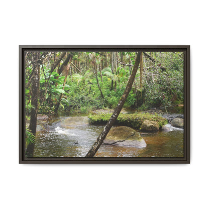 Framed Matte Canvas Wall Art — Tropical Rainforest Roots Photography - View deep in the forest in the Rio Sabana Trail