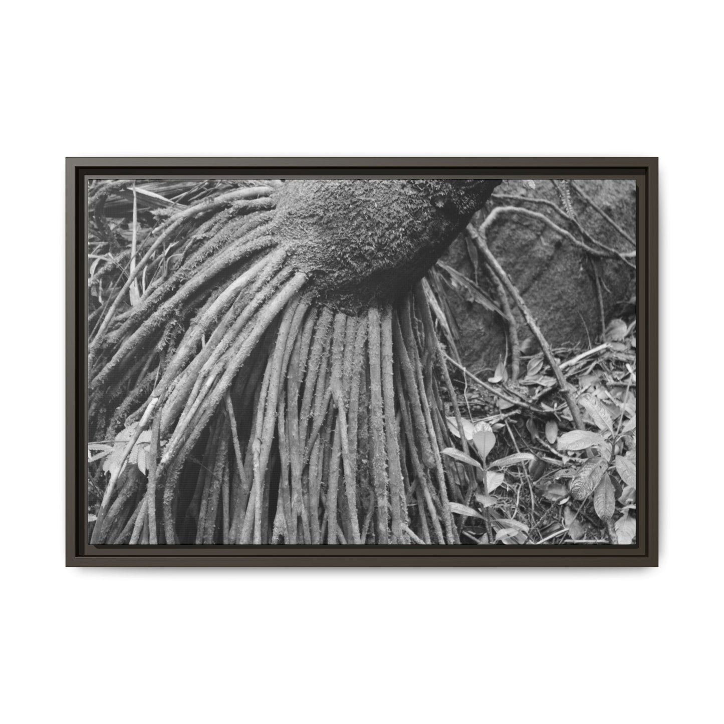 Framed Matte Canvas Wall Art — Tropical Rainforest Roots Photography - B&W roots of the Sierra Palm tree - Nikon