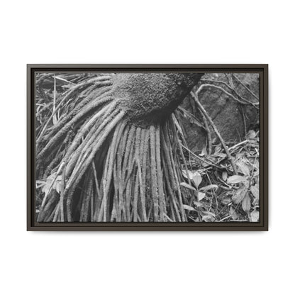 Framed Matte Canvas Wall Art — Tropical Rainforest Roots Photography - B&W roots of the Sierra Palm tree - Nikon