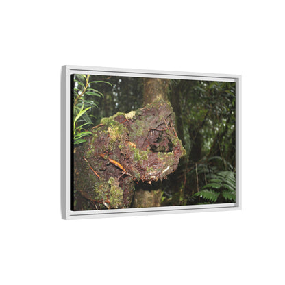 Framed Matte Canvas Wall Art — Tropical Rainforest Roots Photography - Not a nice image - a slowly decomposing red Tree (very hard wood) in Tradewinds trail