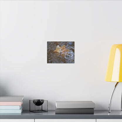 Yagrumo Leaf Floating — Matte Canvas Wall Art - Yagrumo leaf - white side - in a flooded Rio Sabana river - El Yunque Rainforest - Puerto Rico - Deep forest explorations