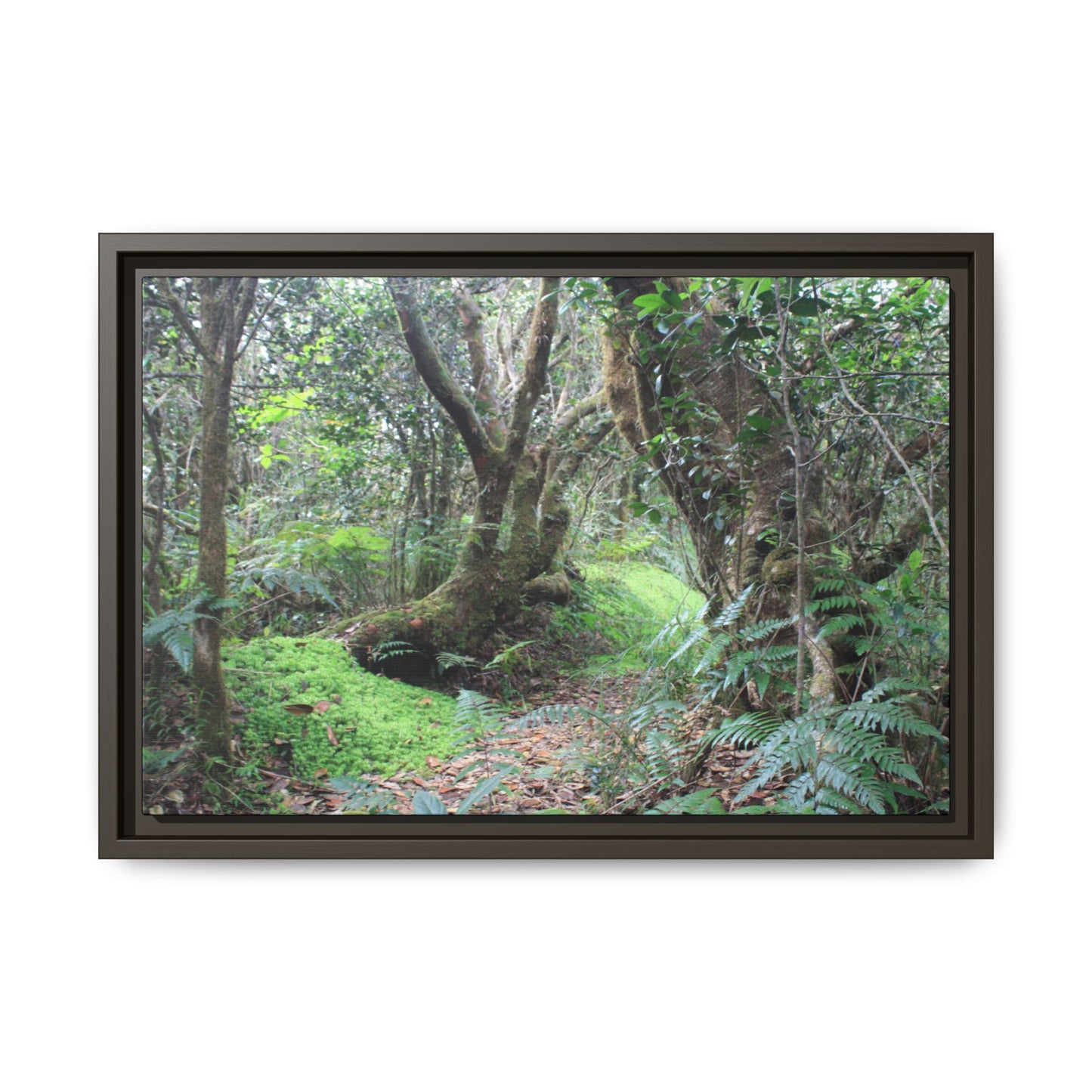 Tropical Vista Matte Canvas Framed Wall Art — Magic section of the remote Tradewinds Trail -  El Yunque rainforest PR
