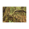 Complex of Tree Roots Canvas Wall Art — Woodland Forest Photography - In Tradewinds trail CLOUD FOREST - Trees have these roots to survive hurricanes