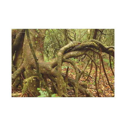 Complex of Tree Roots Canvas Wall Art — Woodland Forest Photography - In Tradewinds trail CLOUD FOREST - Trees have these roots to survive hurricanes