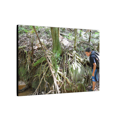 Forest Stream Adventure Matte Canvas Print — Boy Exploring Tree Roots Wall Art - Jose looks at the river - Tree has roots all over - Note the little sunlight
