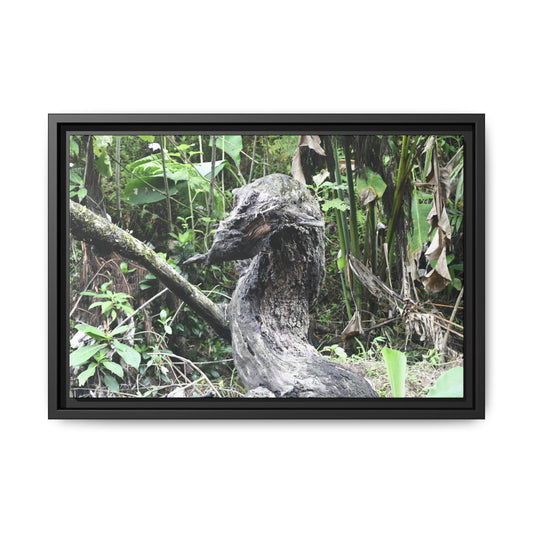 Tropical Vista Matte Canvas Framed Wall Art - Forest explorations - Deep in Sabana River Unusual Tree formations ??? -  El Yunque rainforest PR