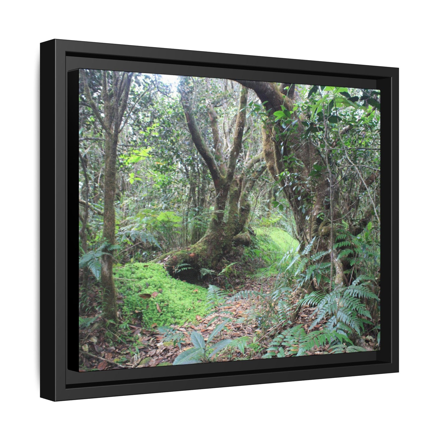 Tropical Vista Matte Canvas Framed Wall Art — Magic section of the remote Tradewinds Trail -  El Yunque rainforest PR