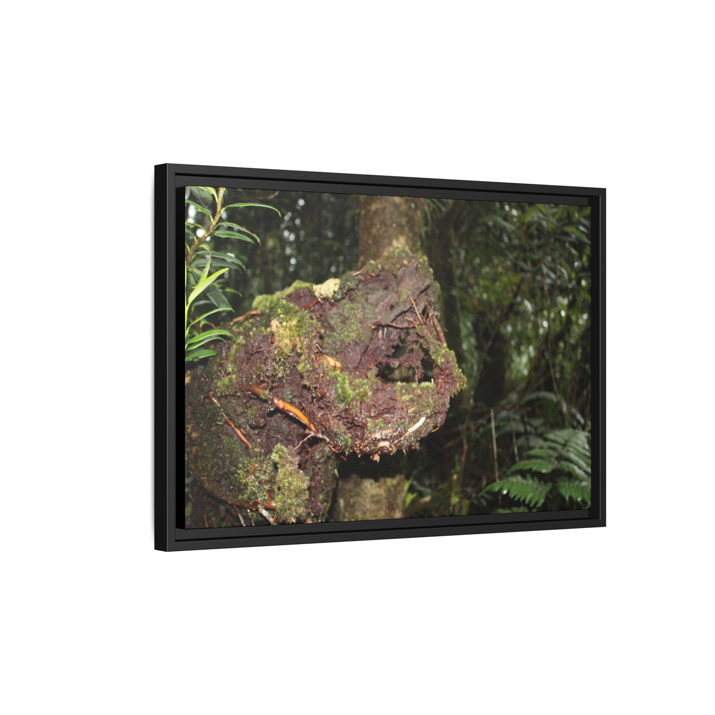 Framed Matte Canvas Wall Art — Tropical Rainforest Roots Photography - Not a nice image - a slowly decomposing red Tree (very hard wood) in Tradewinds trail