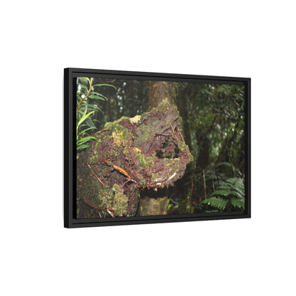 Framed Matte Canvas Wall Art — Tropical Rainforest Roots Photography - Not a nice image - a slowly decomposing red Tree (very hard wood) in Tradewinds trail