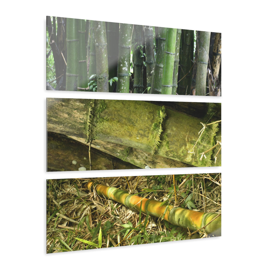 El Yunque Rainforest -Bamboo Variety Protecting Roads - Nikon D850 - Triptych Acrylic Print – Forest Creek Landscape Wall Art