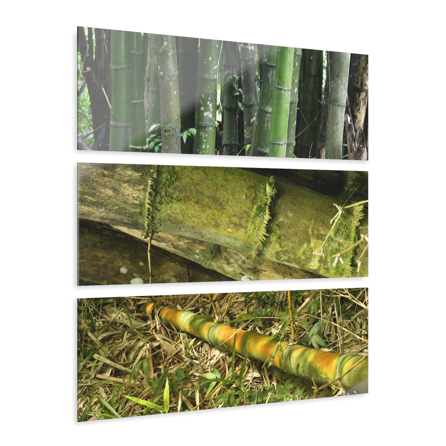 El Yunque Rainforest -Bamboo Variety Protecting Roads - Nikon D850 - Triptych Acrylic Print – Forest Creek Landscape Wall Art