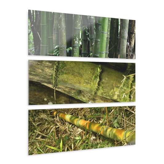 El Yunque Rainforest -Bamboo Variety Protecting Roads - Nikon D850 - Triptych Acrylic Print – Forest Creek Landscape Wall Art