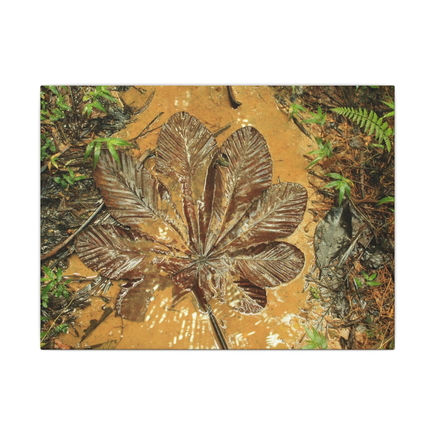 Leaf Wall Art Canvas — Botanical Nature Photography Print - Yagrumo leaf in Tradewinds Muddy Trail - El Yunque Rainforest - Puerto Rico - Deep forest explorations
