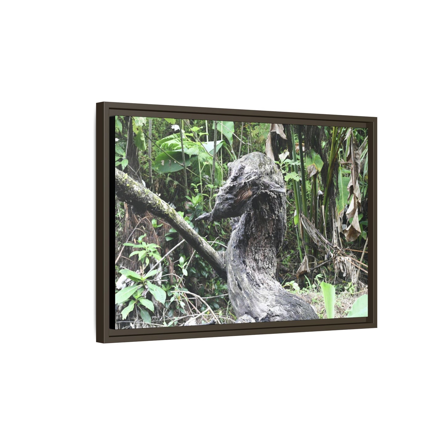 Tropical Vista Matte Canvas Framed Wall Art - Forest explorations - Deep in Sabana River Unusual Tree formations ??? -  El Yunque rainforest PR