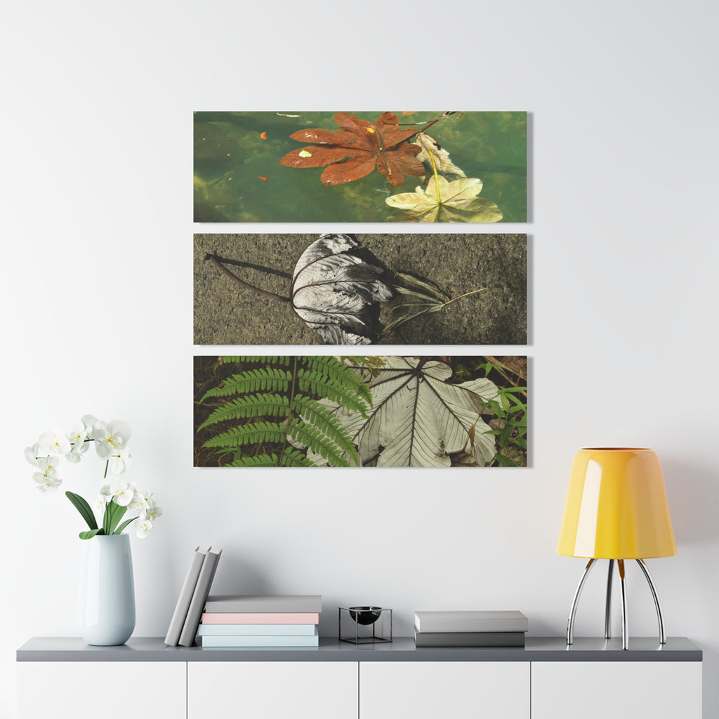 Deep Forest Explorations -The amazing Yagrumo Tree Leaves  - El Yunque RainForest  - Nikon D850 - Tropical Mountains Triptych Acrylic Print – Panoramic Jungle & Ocean Wall Art