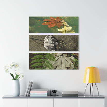 Deep Forest Explorations -The amazing Yagrumo Tree Leaves  - El Yunque RainForest  - Nikon D850 - Tropical Mountains Triptych Acrylic Print – Panoramic Jungle & Ocean Wall Art