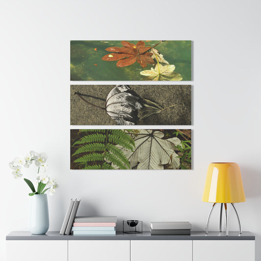 Deep Forest Explorations -The amazing Yagrumo Tree Leaves  - El Yunque RainForest  - Nikon D850 - Tropical Mountains Triptych Acrylic Print – Panoramic Jungle & Ocean Wall Art