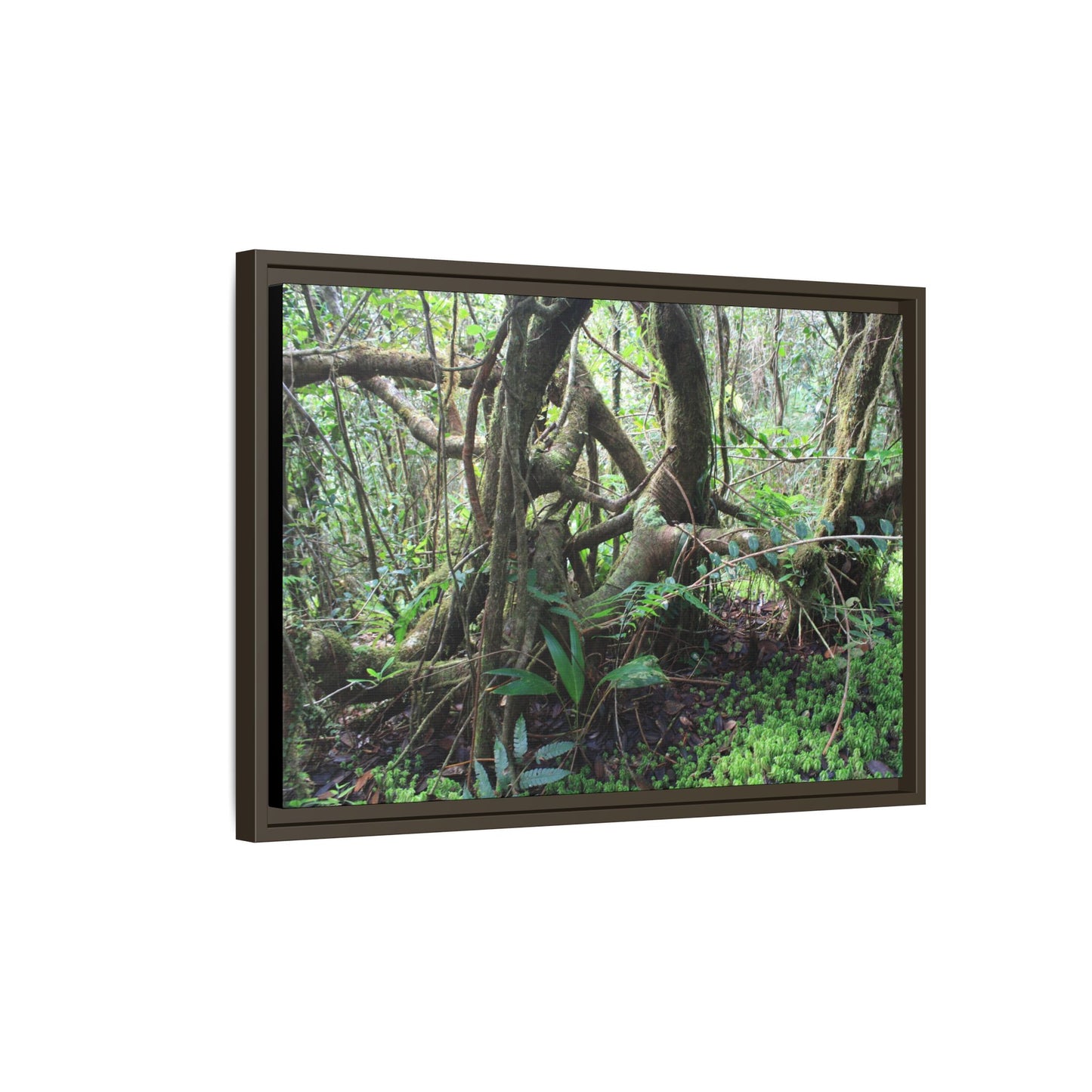 Framed Matte Canvas Wall Art — Tropical Rainforest Roots Photography - The dance of trees - a tree jumble where they hold each other - Nikon