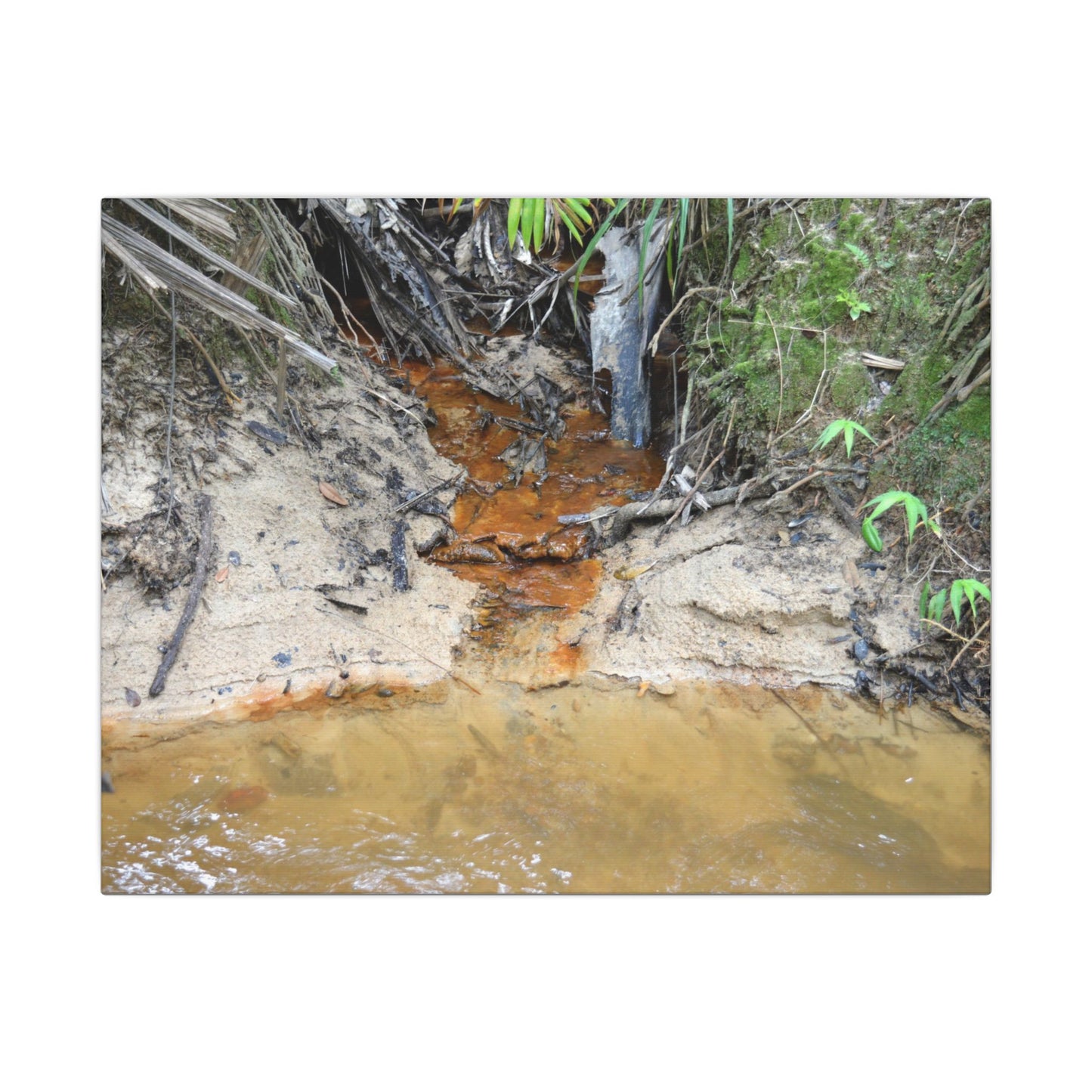 Rust-Tinged Creek Canvas Print — Natural Stream Landscape Wall Art - Tributary with decomposing matter orange color -  Deep forest explorations