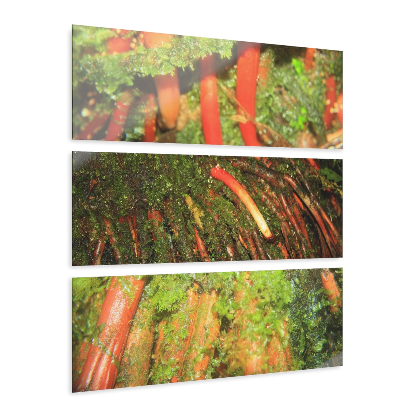 The Strong Orange Roots of the Sierra Palm - El Yunque - Nikon D850 - Triptych Acrylic Print – Forest Creek Landscape Wall Art