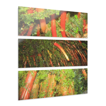 The Strong Orange Roots of the Sierra Palm - El Yunque - Nikon D850 - Triptych Acrylic Print – Forest Creek Landscape Wall Art