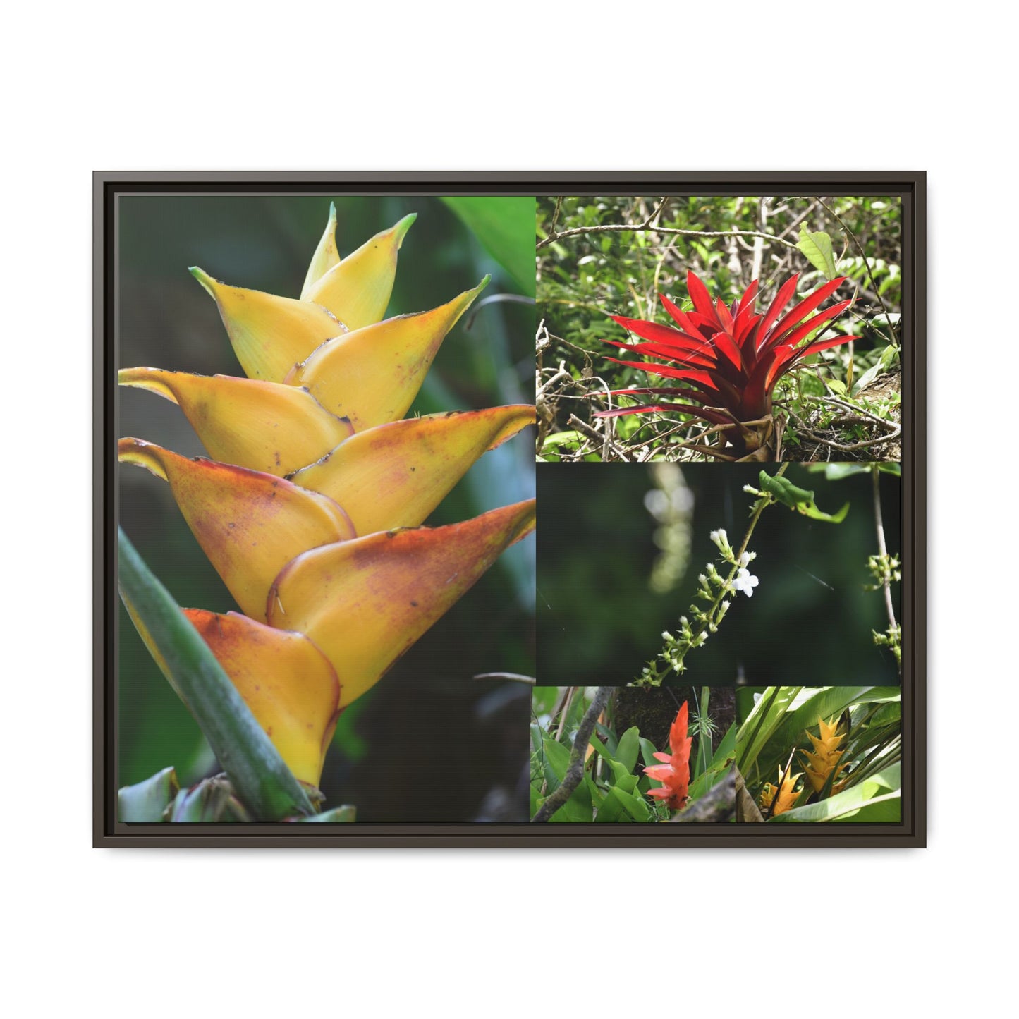 Tropical Vista Matte Canvas Framed Wall Art - Forest explorations - Deep in El Yunque rainforest PR - Mosaic#1 of the Flowers of El Yunque rainforest