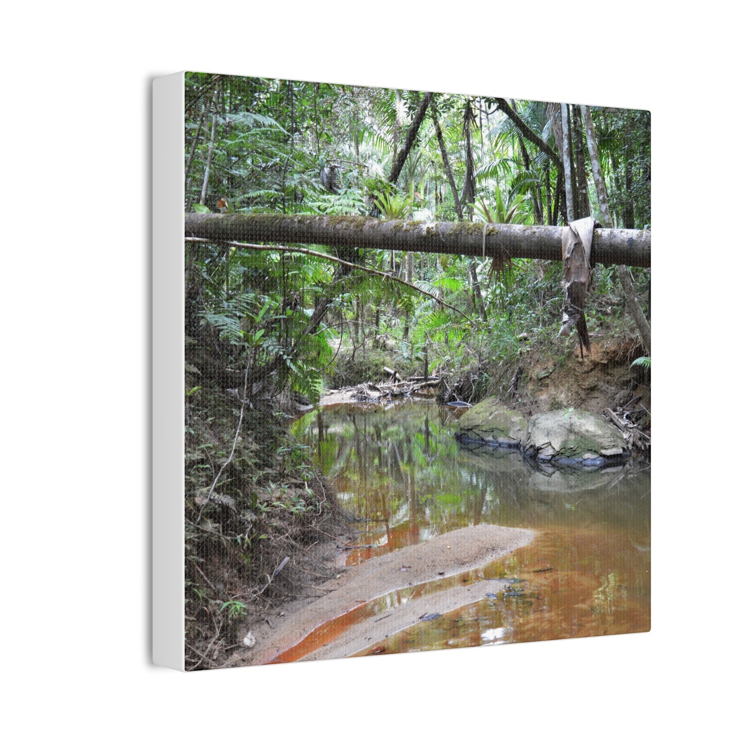 Deep Forest Explorations - El Yunque Holy Spirit River - Nikon D850 - Rainforest Creek Canvas Print — Tropical Jungle Stream Wall Art