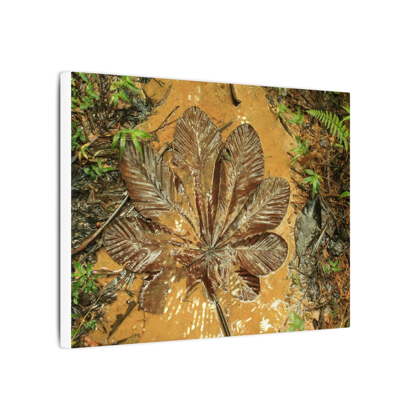Leaf Wall Art Canvas — Botanical Nature Photography Print - Yagrumo leaf in Tradewinds Muddy Trail - El Yunque Rainforest - Puerto Rico - Deep forest explorations