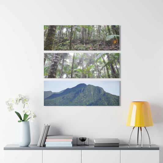 Two Views of the RainFoest  of El Yunque and a rare View of the El Yunque Mountain - Nikon D850 - Triptych Acrylic Print – Forest Creek Landscape Wall Art